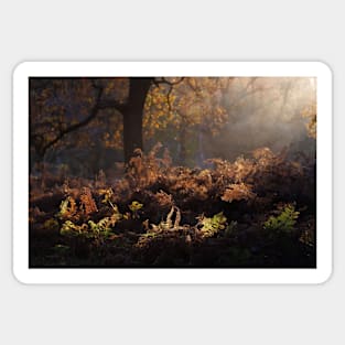 Bracken Lit by Morning Light, Richmond Park Sticker